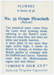 Grape hyacinth (Muscari).