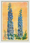 Delphinium.