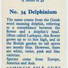 Delphinium.