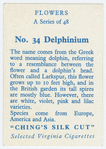 Delphinium.