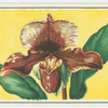 Orchid.