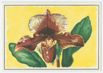 Orchid.