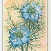 Love-in-a-mist (Nigella).
