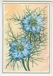 Love-in-a-mist (Nigella).