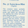 Love-in-a-mist (Nigella).