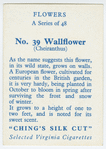 Wallflower (Cheiranthus).