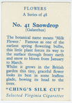 Snowdrop (Galanthus).