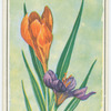Crocus.
