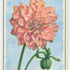 Dahlia.