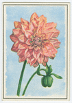 Dahlia.