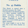Dahlia.