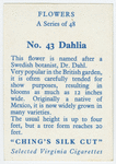 Dahlia.