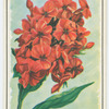 Phlox.