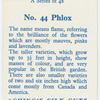 Phlox.