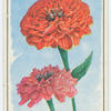 Zinnia.