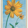 Tickseed (Coreopsis).
