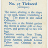 Tickseed (Coreopsis).
