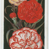 Carnations.