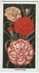 Carnations.