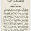Carnations.