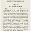 Pyrethrums.