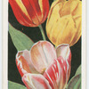 Tulips.