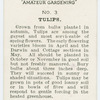 Tulips.