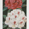 Rhododendrons.