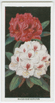 Rhododendrons.