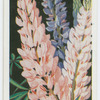 Lupins.