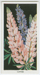 Lupins.