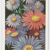 Michaelmas daisies.