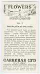 Michaelmas daisies.