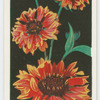 Gaillardias.