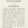 Gaillardias.