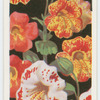 Mimulus.