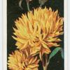 Helianthus (Sunflowers).