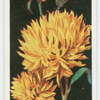 Helianthus (Sunflowers).