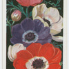 Anemones.