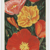Eschscholtzias.