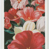 Godetias.