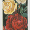 Roses.