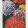Sweet scabious.