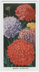 Sweet scabious.
