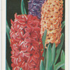 Hyacinths.