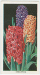 Hyacinths.