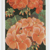 Geraniums.