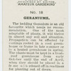 Geraniums.