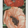 Poppies (Oriental).