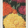 Chrysanthemums.